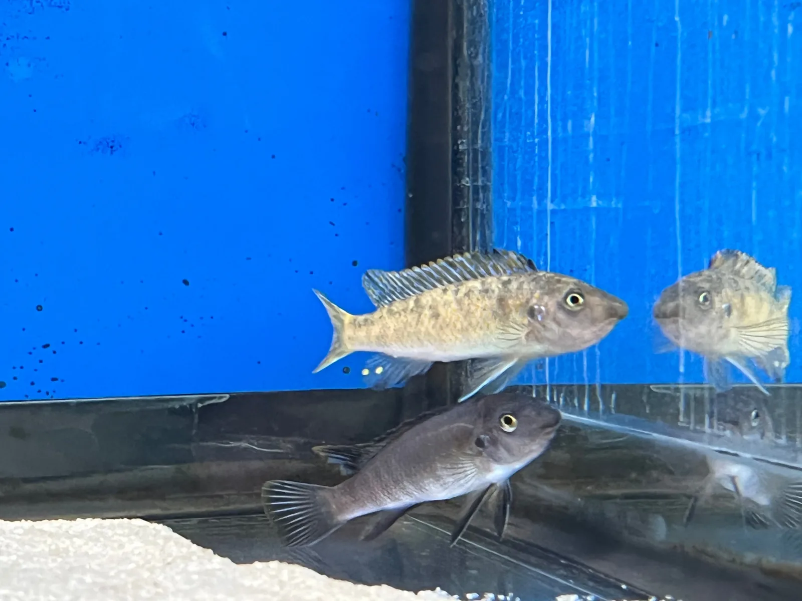 Black Top "Mara" (Labeotropheus trewavasae)