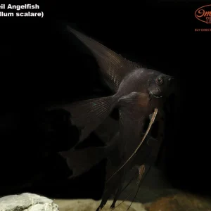 Black Veil-Tail Angelfish (Pterophyllum scalare)