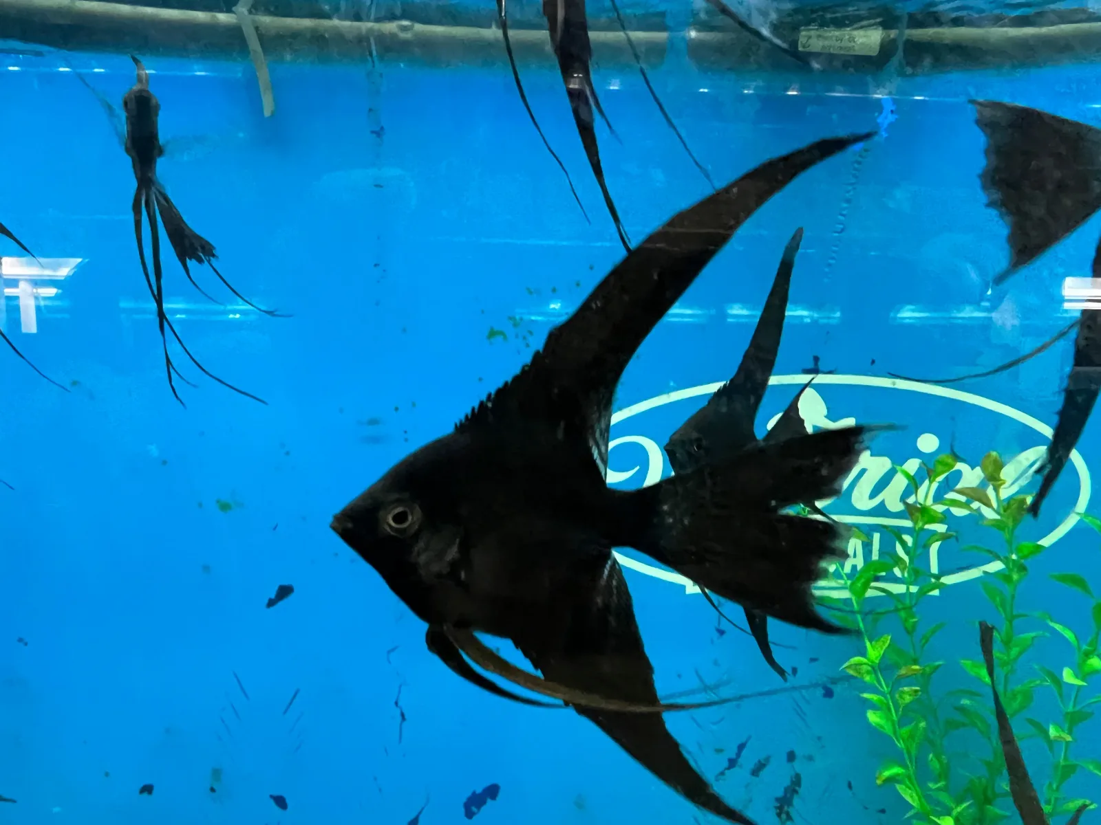 Black Veil-Tail Angelfish (Pterophyllum scalare) - Image 2