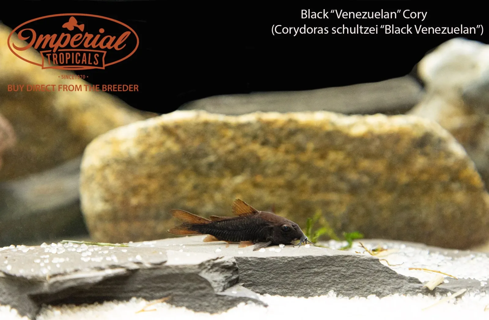 Black Venezuelan Osteogaster (Osteogaster schultzii) - Image 2