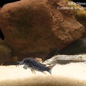 Black Venezuelan Osteogaster (Osteogaster schultzii)