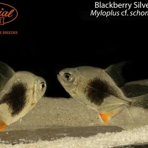 Blackberry Silver Dollar (Myloplus cf. schomburgkii)