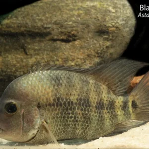 Blackthroat Cichlid (Astatheros macracanthus)