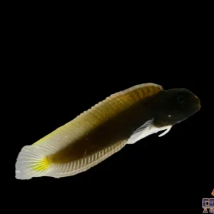 Blenny - Yellow Tail