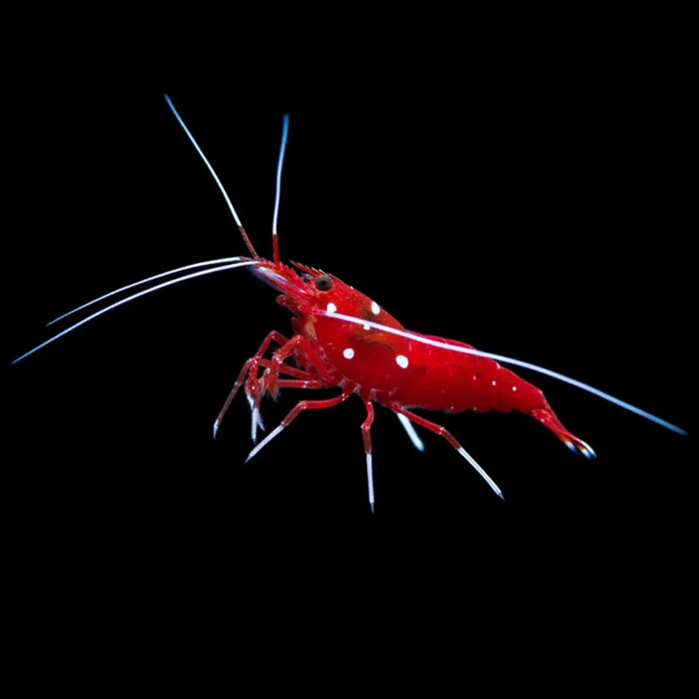 Blood Red Fire Shrimp (Lysmata debelius) - Clean Up Crew