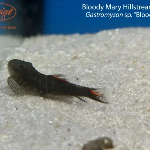 Bloody Mary Hillstream Loach (Gastromyzon sp. "Bloody Mary")