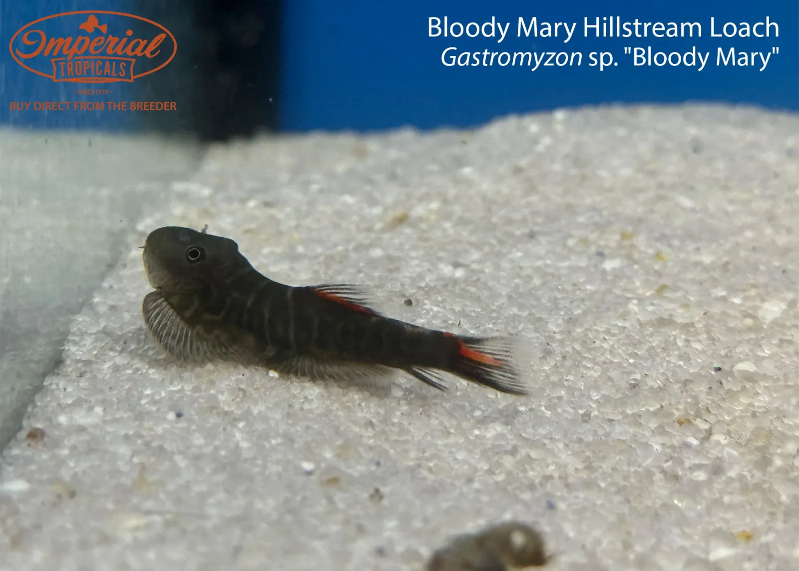 Bloody Mary Hillstream Loach (Gastromyzon sp. "Bloody Mary")