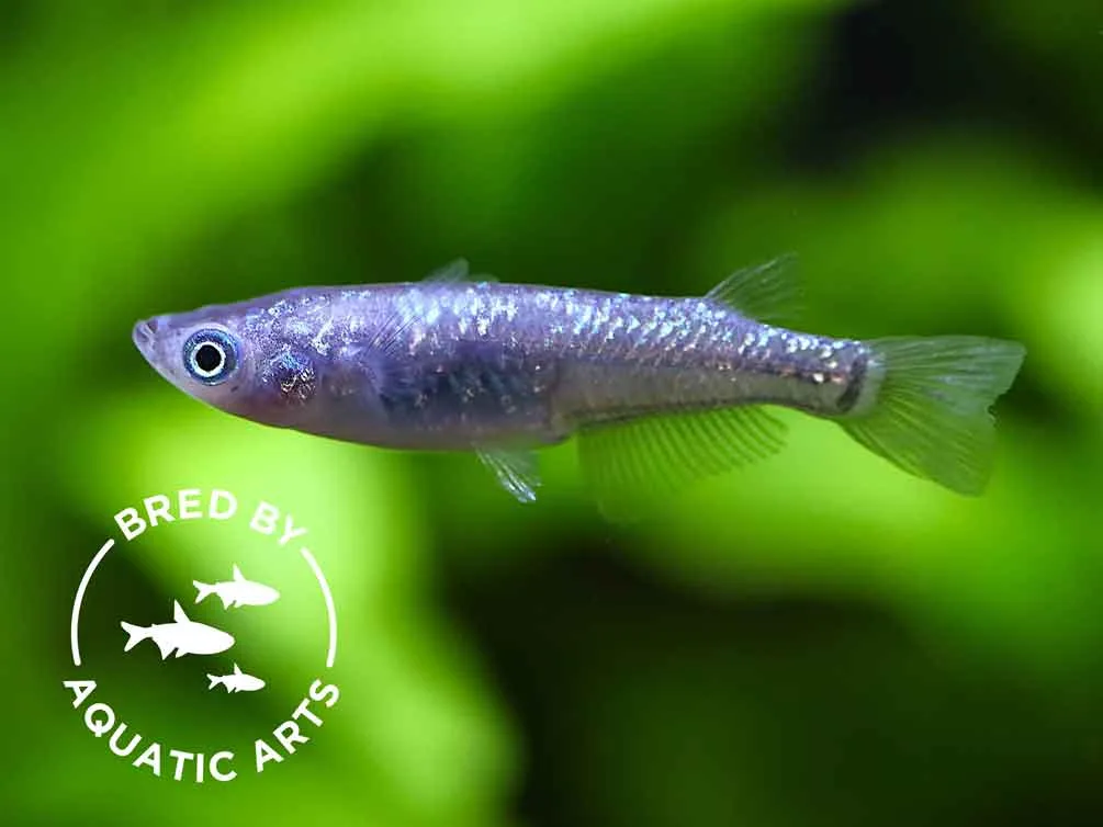 Blue Amber Lamé Medaka Ricefish (Oryzias latipes) – Bred by Aquatic Arts™ - Image 2