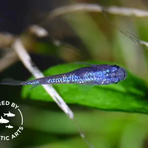 Blue Amber Lamé Medaka Ricefish (Oryzias latipes) – Bred by Aquatic Arts™
