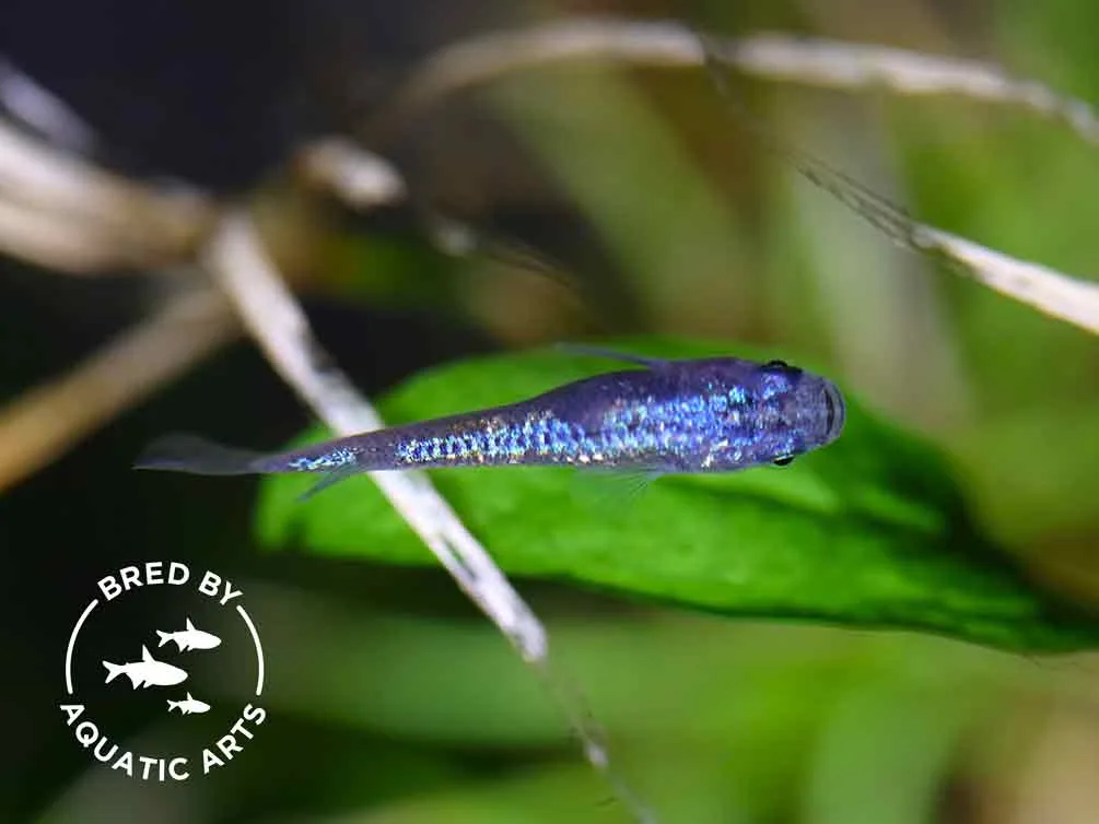 Blue Amber Lamé Medaka Ricefish (Oryzias latipes) – Bred by Aquatic Arts™