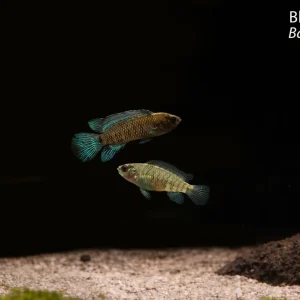 Blue Badis (Badis badis)