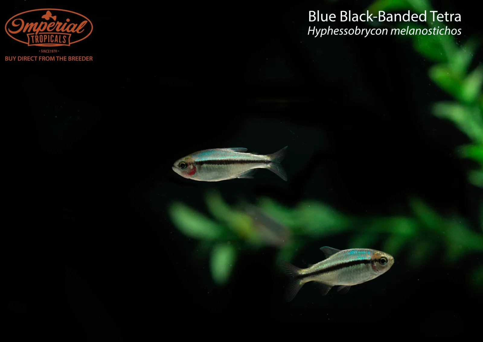 Blue Black-Banded Tetra (Hyphessobrycon melanostichos) - Image 2