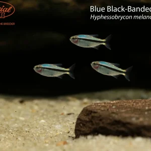 Blue Black-Banded Tetra (Hyphessobrycon melanostichos)