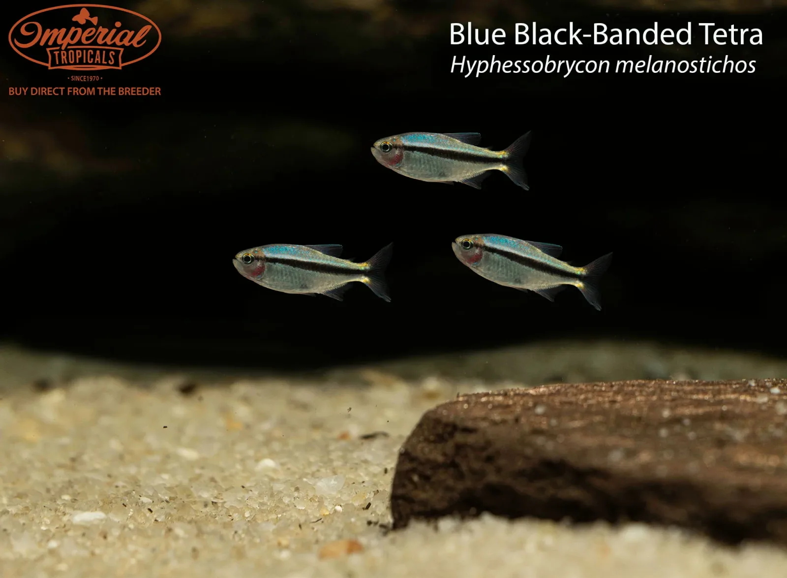 Blue Black-Banded Tetra (Hyphessobrycon melanostichos)