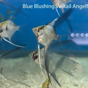 Blue Blushing Veil-Tail Angelfish