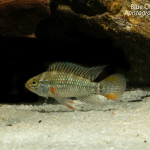 Blue Cheek Apisto (Apistogramma eunotus)