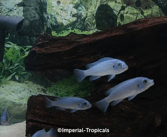 Blue Cobalt Zebra (Metriaclima callainos) - Image 2