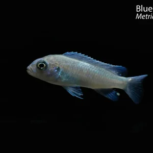 Blue Cobalt Zebra (Metriaclima callainos)
