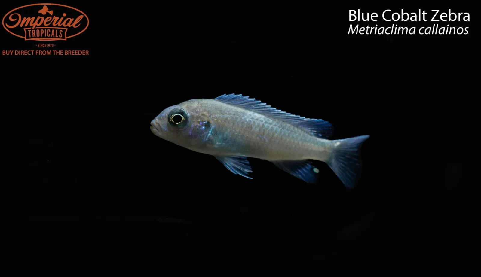 Blue Cobalt Zebra (Metriaclima callainos)