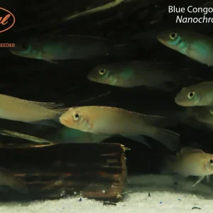 Blue Congo Dwarf Cichlid (Nanochromis parilus)
