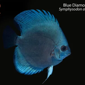 Blue Diamond Discus (Symphysodon aequifasciata)