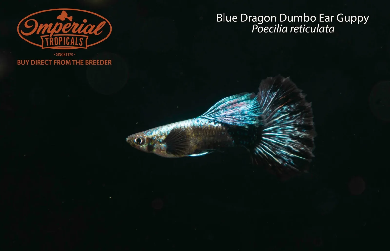 Blue Dragon Dumbo Ear Guppy (Poecilia reticulata) - Image 2