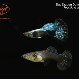 Blue Dragon Dumbo Ear Guppy (Poecilia reticulata)