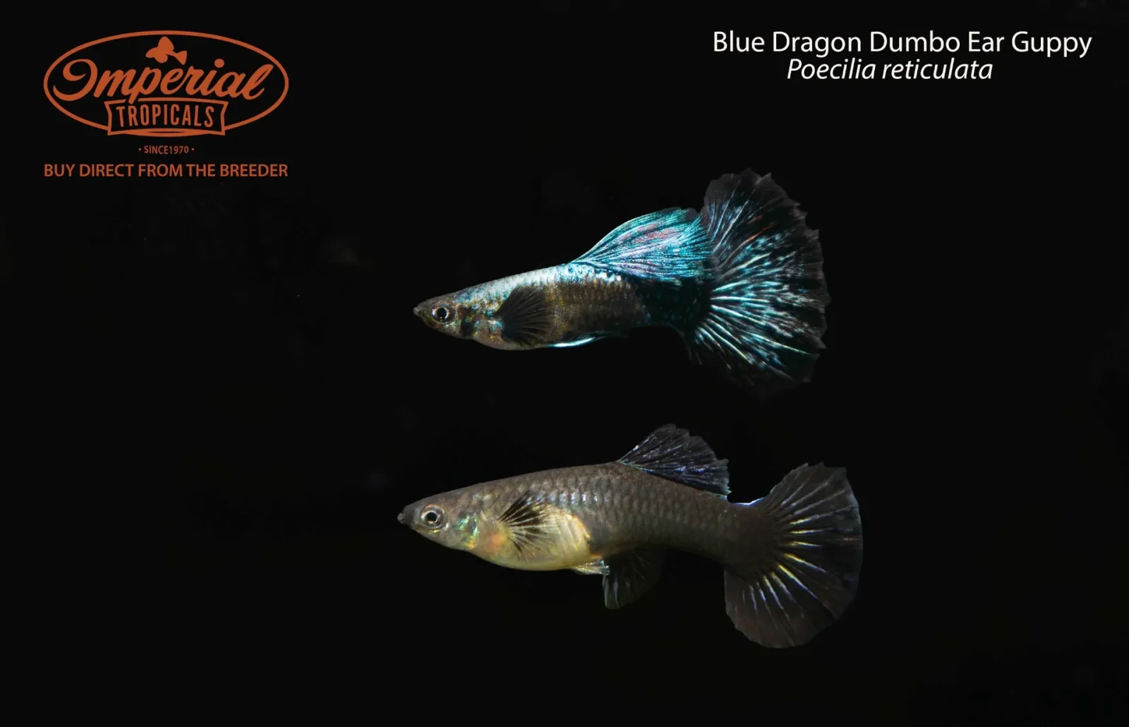 Blue Dragon Dumbo Ear Guppy (Poecilia reticulata)