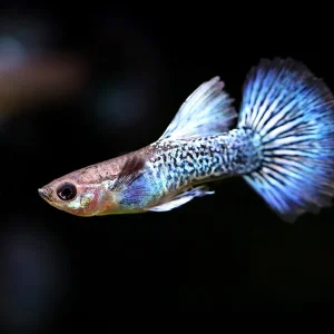 Blue Dragon Guppy (Poecilia reticulata) – Tank Bred