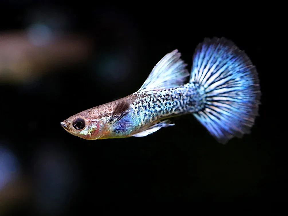 Blue Dragon Guppy (Poecilia reticulata) – Tank Bred