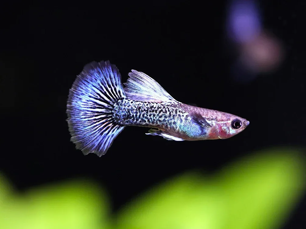 Blue Dragon Guppy (Poecilia reticulata) – Tank Bred - Image 2