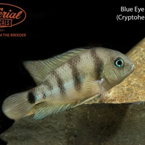 Blue Eye Cichlid (Cryptoheros cutteri)
