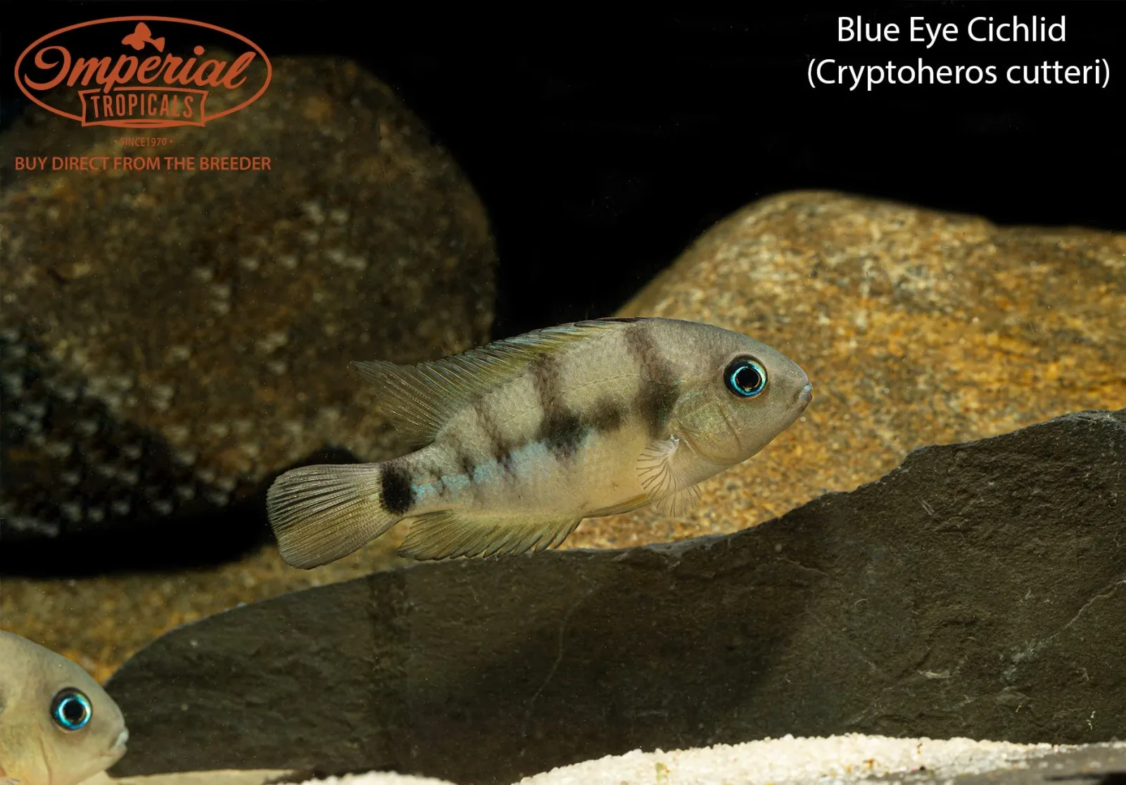 Blue Eye Cichlid (Cryptoheros cutteri) - Image 2
