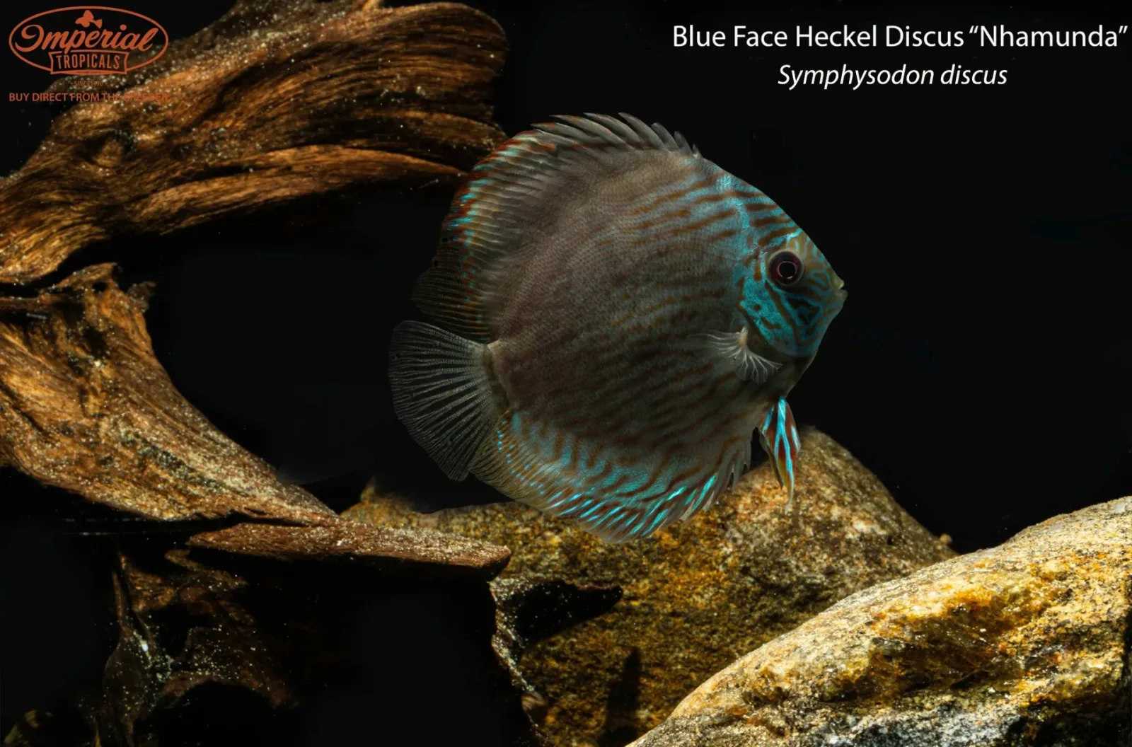 Blue Face Heckel Discus "Nhamunda" (Symphysodon discus) - Image 2