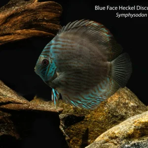 Blue Face Heckel Discus "Nhamunda" (Symphysodon discus)