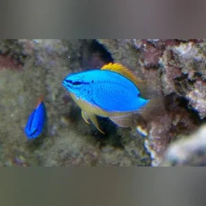 Blue Fiji Devil Damselfish