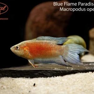 Blue Flame Paradise Gourami (Macropodus opercularis)