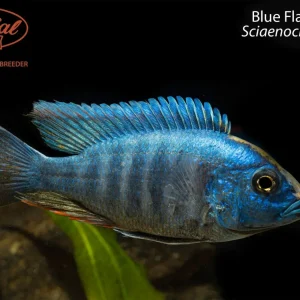 Blue Flash Hap (Sciaenochromis sp.)