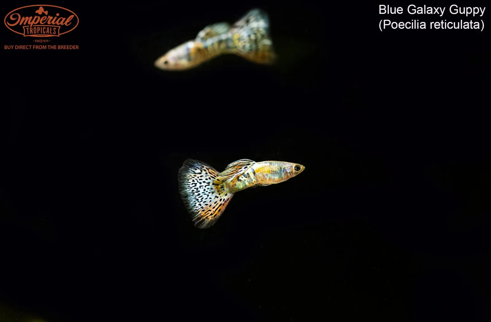 Blue Galaxy Guppy (Poecilia reticulata) - Image 2
