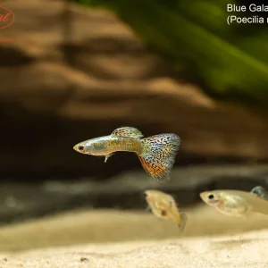 Blue Galaxy Guppy (Poecilia reticulata)