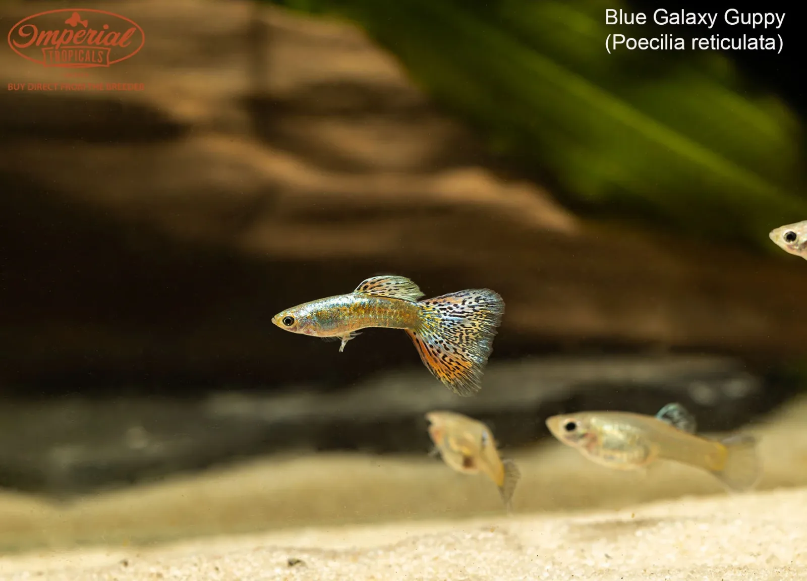 Blue Galaxy Guppy (Poecilia reticulata)