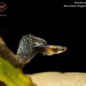Blue Green Dragon Mosaic Guppy (Poecilia reticulata)