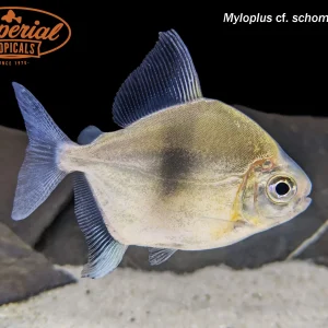 Blue Hook Silver Dollar (Myloplus cf. schomburgkii)