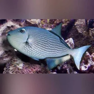 Blue Jaw Triggerfish (female)