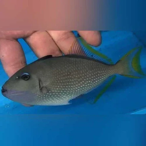 Blue Jaw Triggerfish (Male) - Image 2