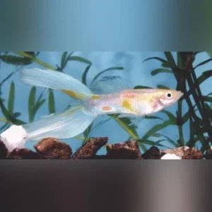 Blue Lyretail Guppy (Pair)