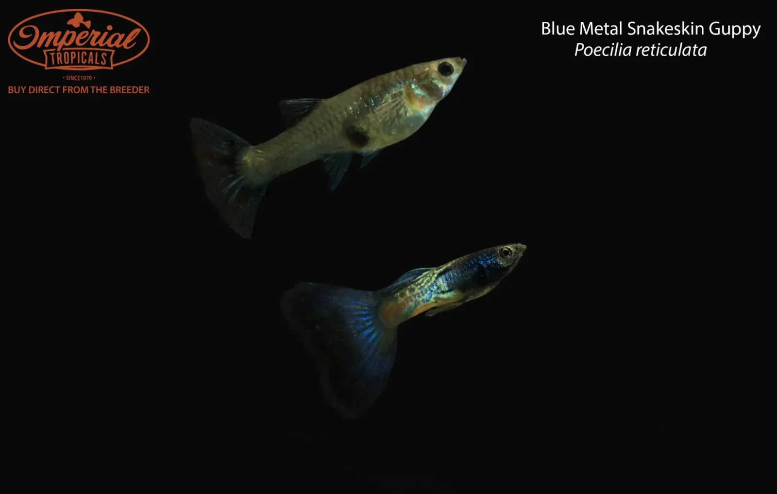 Blue Metal Snakeskin Guppy (Poecilia reticulata)