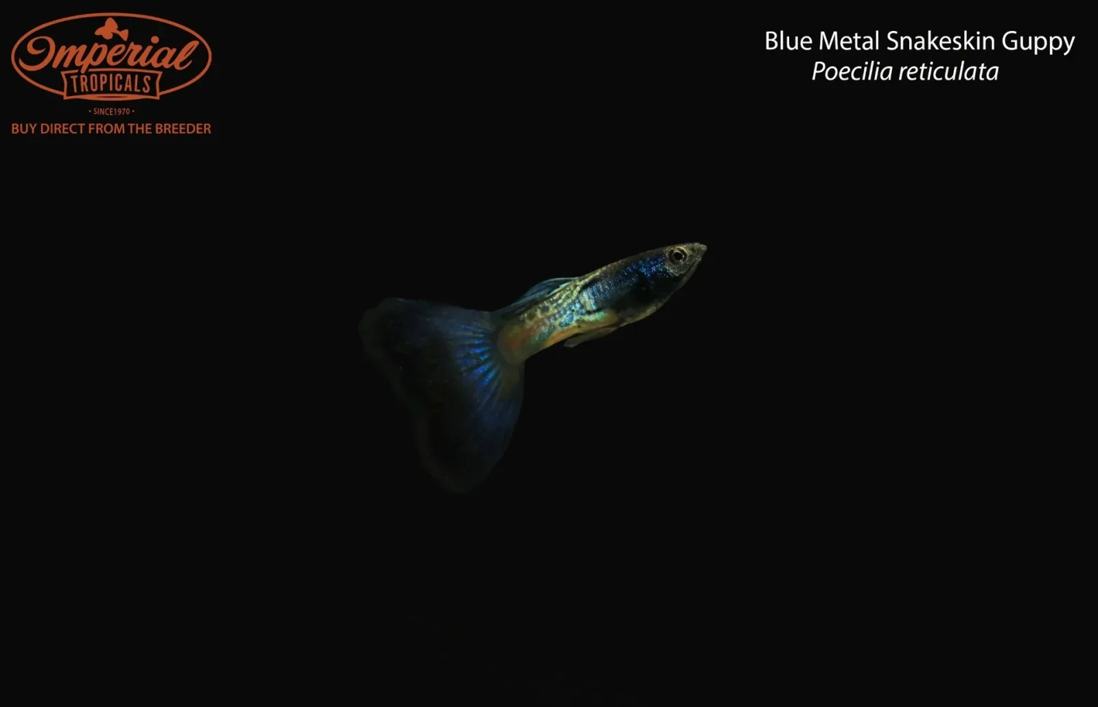 Blue Metal Snakeskin Guppy (Poecilia reticulata) - Image 2