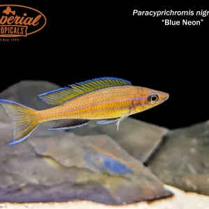 Blue Neon Paracyprichromis (Paracyprichromis nigripinnis)