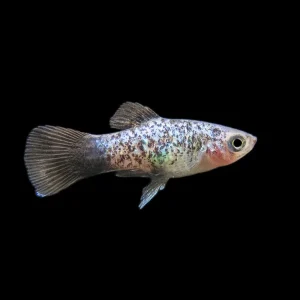 Blue Neon Wag Platy (Xiphophorus maculatus), Tank-Bred
